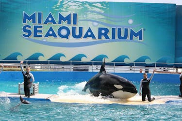 Miami Seaquarium admission and transportation bundle